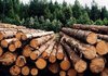 Economy Ministry proposes to cancel moratorium on export of round timber - bill