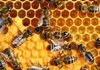 Україна тимчасово призупинила видачу ветеринарних документів на експорт меду до ЄС