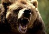 Поліція перевіряє інформацію про напад ведмедя на глядачів у цирку в Білій Церкві