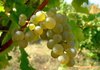 Shabo остается единственным крупным предприятием в стране с отоплением виноградной лозой