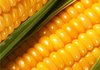 Economy ministry plans to restrict export of Ukrainian corn to 29.3 mln tonnes, UGA opposes this decision