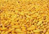 IMC obtains permit to export corn to China