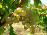 Shabo remains only large enterprise in Ukraine burning grapevine for production processes
