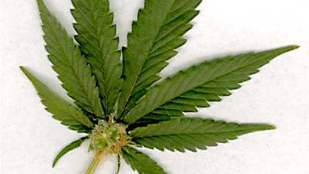 Участковый марихуана купить семена канабиса через интернет