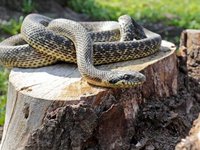 На Закарпатті туриста в горах укусила змія, його госпіталізували