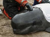 Возле известного курорта в Атлантическом океане более 200 дельфинов выбросились на берег