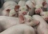 Из-за вспышки АЧС на агрофирме "Глушки" в Киевской области уничтожено почти 4 тыс. свиней