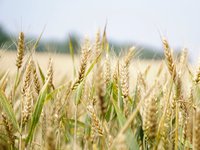 Минэкономики Украины повысило прогноз экспорта зерновых в 2020/21МГ до 45,7 млн тонн