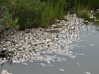 Влада Польщі обіцяла 1 млн злотих за інформацію про винуватців забруднення річки Одра