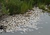 Власти Польши обещали 1 млн злотых за информацию о виновниках загрязнения реки Одра
