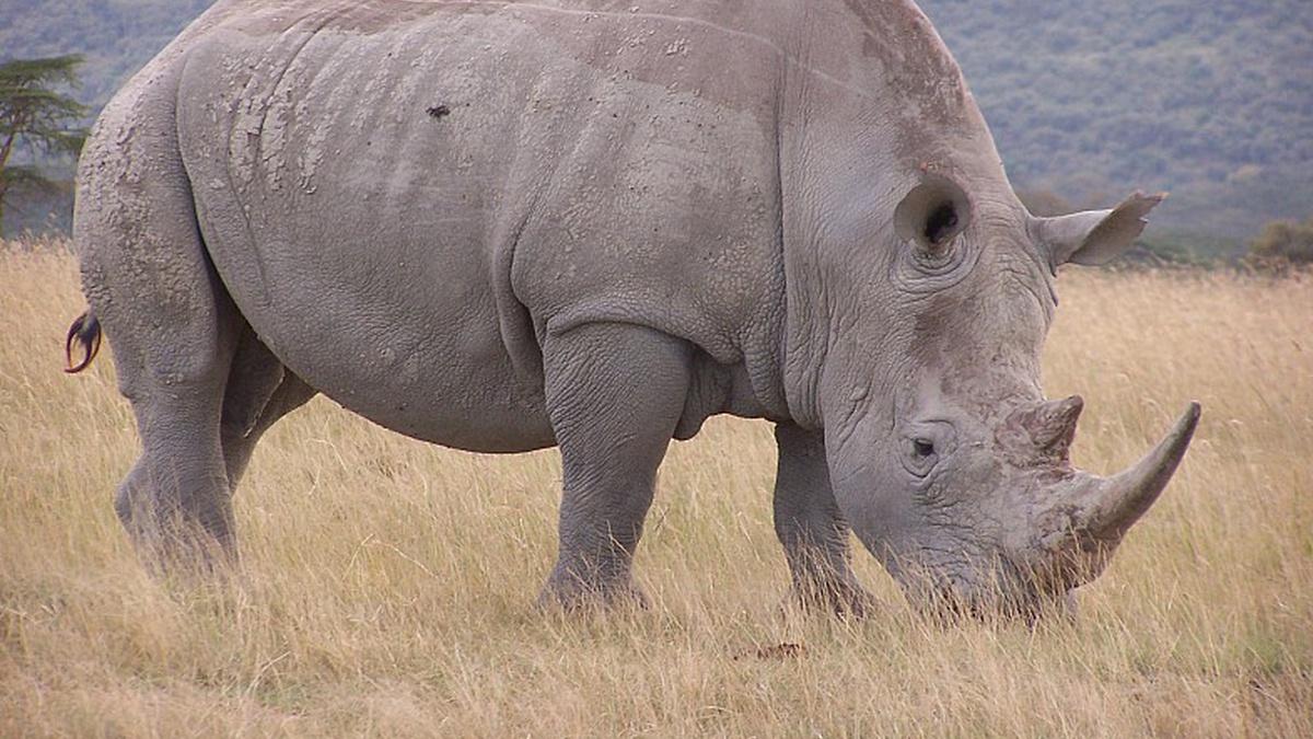 В Кении ученые сохранили яйцеклетки белого носорога ради спасения вида