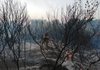 Боєць ЗСУ загинув під час ліквідації пожежі на Луганщині