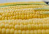 Судно з 18 тис. української кукурудзи прибуло до порту Іспанії - ЗМІ