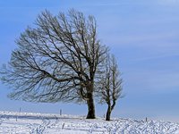 Начало календарной зимы в ряде областей Украины будет снежным, на дорогах гололедица