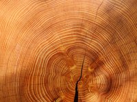 Уряд забороняє експорт паливної деревини – Шмигаль