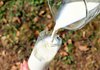 Производители молока просят президента зафиксировать тариф на газ в размере 32 тыс. грн/1000 куб. м