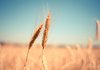 Україна готується зберігати зерно в мобільних елеваторах в умовах продовження блокади морпортів – заступник міністра агрополітики