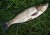 Масову загибель товстолобика зафіксовано в Запорізькій області - Держагентство рибного господарства