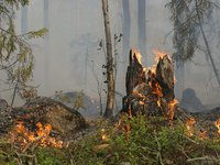 ЕС помогает Греции и другим странам региона тушить лесные пожары