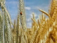 Алжир збільшить імпорт українського зерна через кліматичні зміни - УЗА