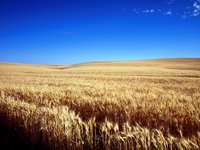 Украина готовится хранить зерно в мобильных элеваторах в условиях продолжения блокады морпортов – замминистра агрополитики