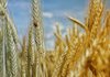 Окупанти вкрали 61 тонну пшениці у Запорізькій області