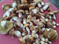 Нардепы хотят запретить продажу на рынках грибов непромышленного производства