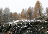 Невеликий мокрий сніг очікується у ніч на неділю на Луганщині, вдень у Карпатах та Прикарпатті.