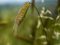 Производство пшеницы в Украине в 2022г упадет на треть из-за вторжения РФ – мнение