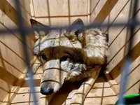 До харківського екопарку передали вовків, яких зооконтрабандисти намагалися вивезти до Непалу
