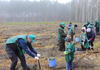 Держлісагентство України в 2021 році висадило 240 млн дерев