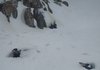 В Антарктиде у станции "Академик Вернадский" выпали рекордные 262 см снега – засыпало даже пингвиньи гнезда