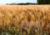 Около 70 тыс. тонн зерна нового урожая вывезли российские оккупанты из Луганской области – глава ОВА
